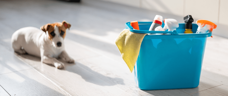 chien et produits ménagers